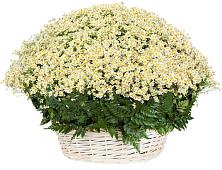 Цветочная композиция из Ромашки в корзине #REPLACE_PRED# Павловске Алтайского края