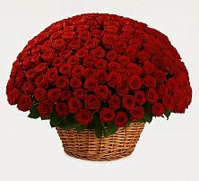 Премиум букет из: Розы в Павловске Алтайского края